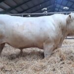 Stark Prövningsauktion För Charolais