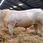 Rekordår på Gunnarps tjurauktion – över 8 miljoner i försäljningsvärde!